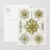 Ernst Haeckel Art Briefkaart: Acanthometra Briefkaart (Voorkant / Achterkant)