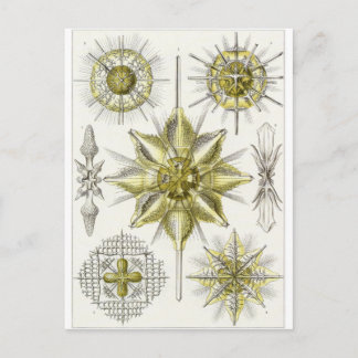 Ernst Haeckel Art Briefkaart: Acanthometra Briefkaart