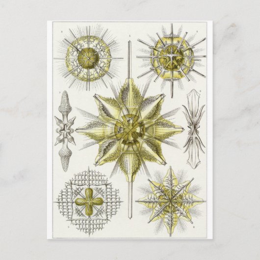 Ernst Haeckel Art Briefkaart: Acanthometra Briefkaart (Voorkant)