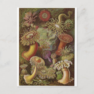 Ernst Haeckel Art Briefkaart: Actiniae Briefkaart