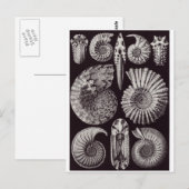Ernst Haeckel Art Briefkaart: Ammonitida Briefkaart (Voorkant / Achterkant)