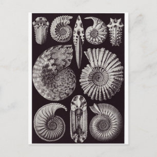 Ernst Haeckel Art Briefkaart: Ammonitida Briefkaart