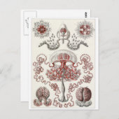 Ernst Haeckel Art Briefkaart: Anthomedusae Briefkaart (Voorkant / Achterkant)
