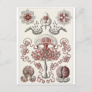 Ernst Haeckel Art Briefkaart: Anthomedusae Briefkaart
