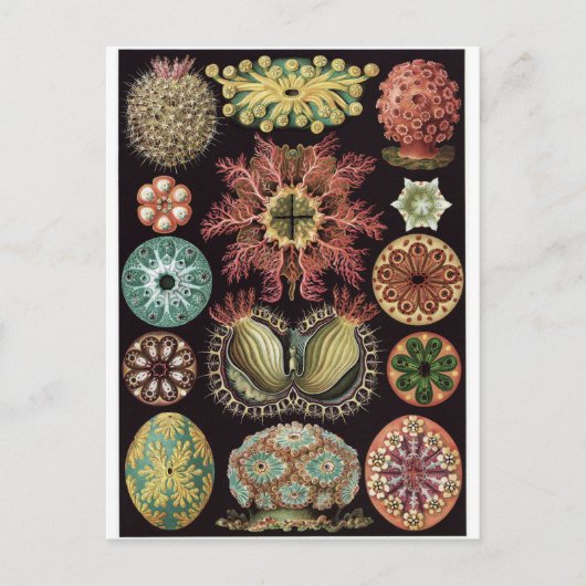 Ernst Haeckel Art Briefkaart: Ascidiae Briefkaart (Voorkant)