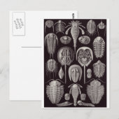Ernst Haeckel Art Briefkaart: Aspidonia Briefkaart (Voorkant / Achterkant)