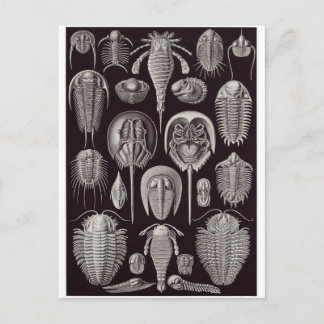 Ernst Haeckel Art Briefkaart: Aspidonia Briefkaart