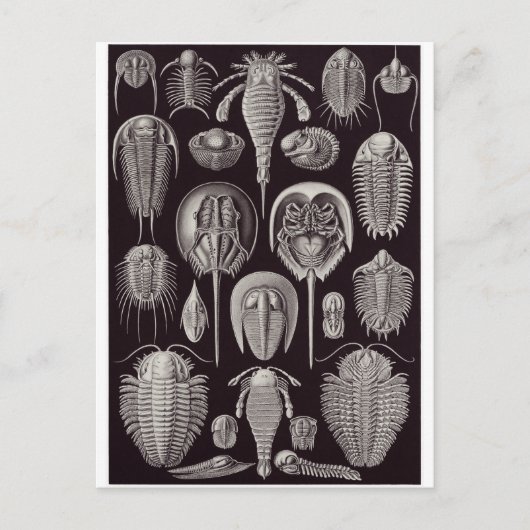 Ernst Haeckel Art Briefkaart: Aspidonia Briefkaart (Voorkant)