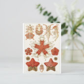 Ernst Haeckel Art Briefkaart: Asteridea Briefkaart (Staand voorkant)