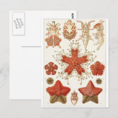 Ernst Haeckel Art Briefkaart: Asteridea Briefkaart (Voorkant / Achterkant)