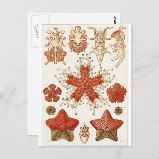 Ernst Haeckel Art Briefkaart: Asteridea Briefkaart (Voorkant / Achterkant)