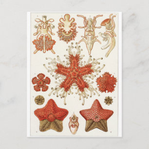 Ernst Haeckel Art Briefkaart: Asteridea Briefkaart