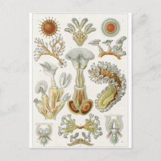 Ernst Haeckel Art Briefkaart: Bryozoa Briefkaart