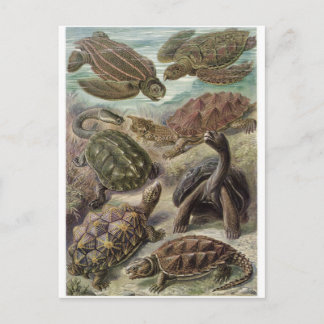Ernst Haeckel Art Briefkaart: Chelonia Briefkaart