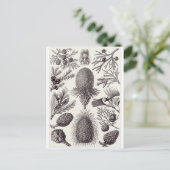 Ernst Haeckel Art Briefkaart: Coniferae Briefkaart (Staand voorkant)