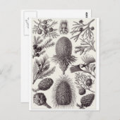 Ernst Haeckel Art Briefkaart: Coniferae Briefkaart (Voorkant / Achterkant)