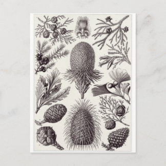 Ernst Haeckel Art Briefkaart: Coniferae Briefkaart
