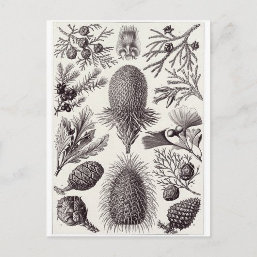 Ernst Haeckel Art Briefkaart: Coniferae Briefkaart (Voorkant)