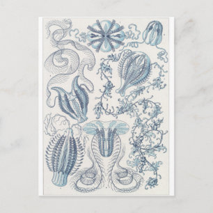 Ernst Haeckel Art Briefkaart: Ctenophorae Briefkaart