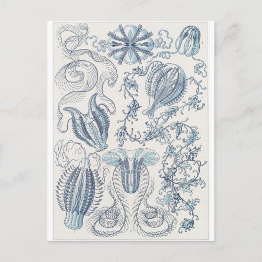 Ernst Haeckel Art Briefkaart: Ctenophorae Briefkaart (Voorkant)