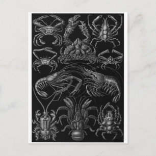Ernst Haeckel Art Briefkaart: Decapoda Briefkaart