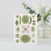 Ernst Haeckel Art Briefkaart: Desmidiea Briefkaart (Staand voorkant)