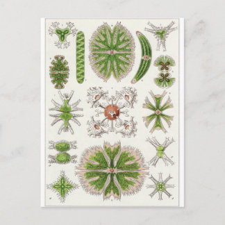 Ernst Haeckel Art Briefkaart: Desmidiea Briefkaart