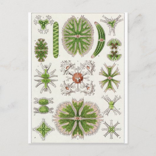 Ernst Haeckel Art Briefkaart: Desmidiea Briefkaart (Voorkant)