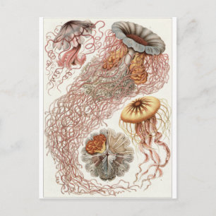 Ernst Haeckel Art Briefkaart: Discomedusae Briefkaart