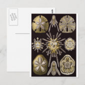 Ernst Haeckel Art Briefkaart: Echinidea Briefkaart (Voorkant / Achterkant)