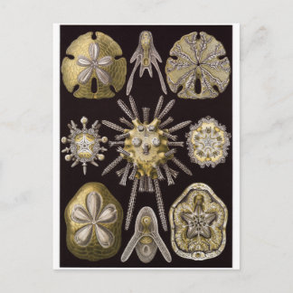 Ernst Haeckel Art Briefkaart: Echinidea Briefkaart