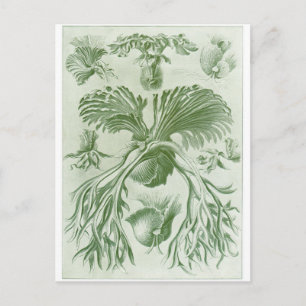 Ernst Haeckel Art Briefkaart: Filicinae Briefkaart
