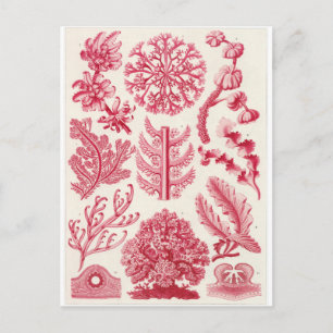 Ernst Haeckel Art Briefkaart: Florideae Briefkaart