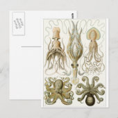 Ernst Haeckel Art Briefkaart: Gamochonia Briefkaart (Voorkant / Achterkant)