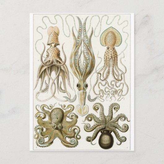 Ernst Haeckel Art Briefkaart: Gamochonia Briefkaart (Voorkant)