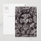 Ernst Haeckel Art Briefkaart: Hexacoralla Briefkaart (Voorkant / Achterkant)