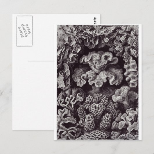 Ernst Haeckel Art Briefkaart: Hexacoralla Briefkaart (Voorkant / Achterkant)