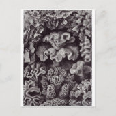 Ernst Haeckel Art Briefkaart: Hexacoralla Briefkaart (Voorkant)