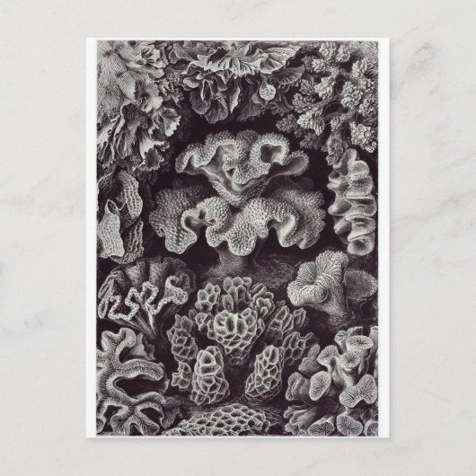 Ernst Haeckel Art Briefkaart: Hexacoralla Briefkaart (Voorkant)