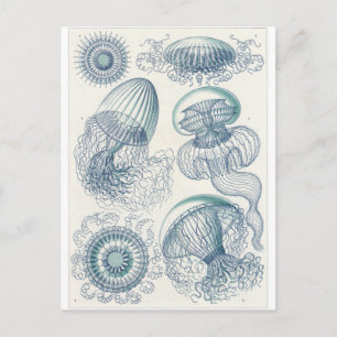 Ernst Haeckel Art Briefkaart: Leptomedusae Briefkaart