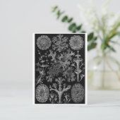 Ernst Haeckel Art Briefkaart: Lichenes Briefkaart (Staand voorkant)
