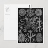 Ernst Haeckel Art Briefkaart: Lichenes Briefkaart (Voorkant / Achterkant)