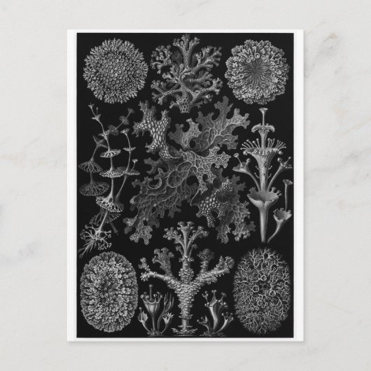 Ernst Haeckel Art Briefkaart: Lichenes Briefkaart (Voorkant)
