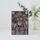 Ernst Haeckel Art Briefkaart: Mycetozoa Briefkaart (Staand voorkant)