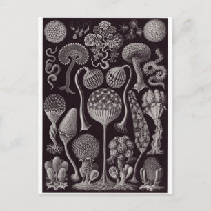 Ernst Haeckel Art Briefkaart: Mycetozoa Briefkaart