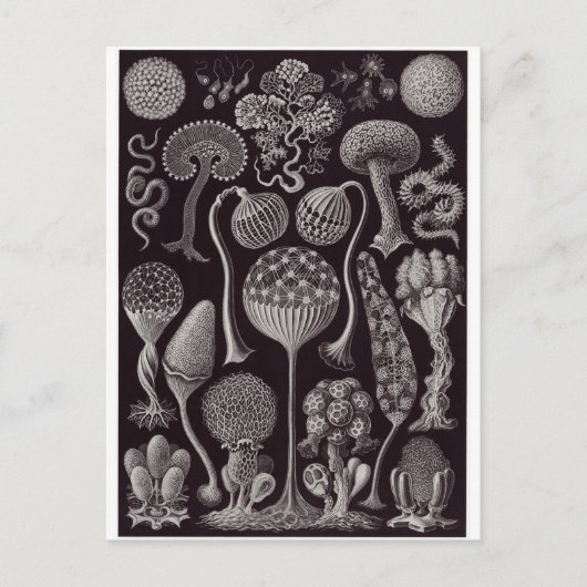 Ernst Haeckel Art Briefkaart: Mycetozoa Briefkaart (Voorkant)