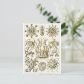 Ernst Haeckel Art Briefkaart: Narcomedusae Briefkaart (Staand voorkant)