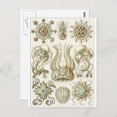 Ernst Haeckel Art Briefkaart: Narcomedusae Briefkaart (Voorkant / Achterkant)