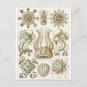 Ernst Haeckel Art Briefkaart: Narcomedusae Briefkaart