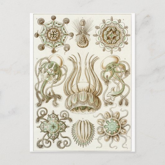Ernst Haeckel Art Briefkaart: Narcomedusae Briefkaart (Voorkant)